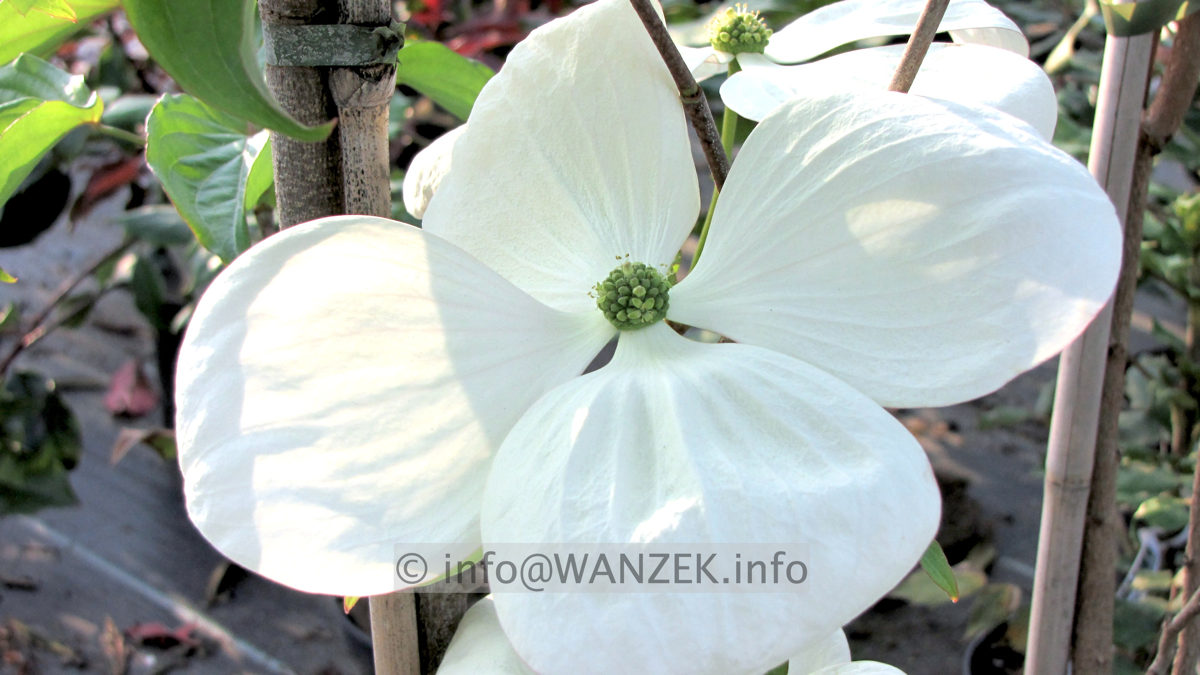 Cornus kousa Venus - Macro1.JPG